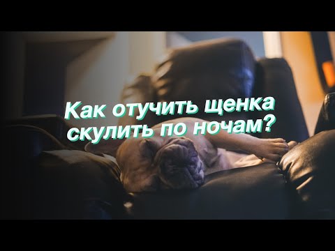 Как отучить щенка скулить по ночам?