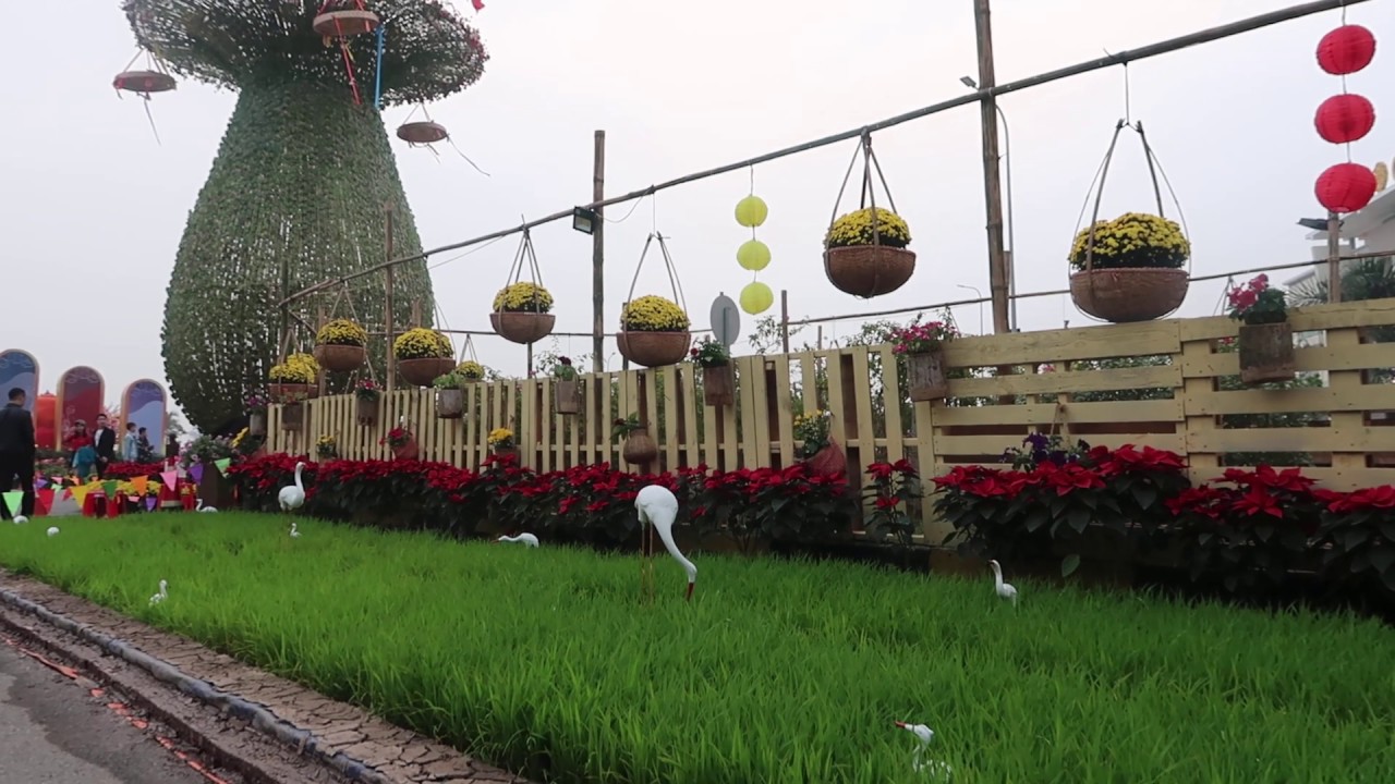 Lúa non, mạ non chợ hoa cây cảnh tết 2020 - chim cảnh 68 | easy potato ...