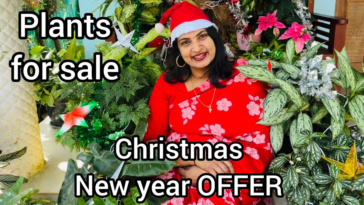 Offer plant sale malayalam/ Balsam, Coleus, Calathea, Hanging plants, Pilea etc.... 