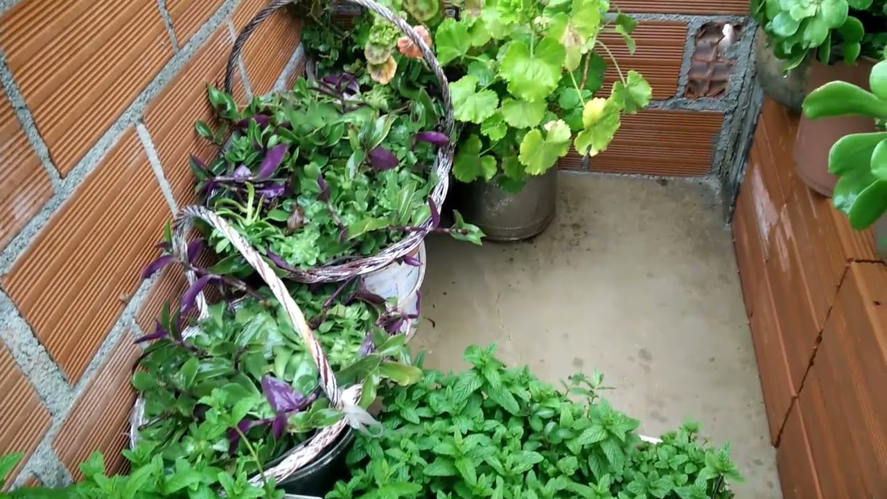 جولة نع نباتاتي ودجاجاتي🐔🐔 تحت سطح المطر ❤❤❤