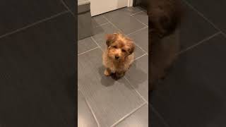 Yoyo yorkipoo 3months old