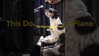 Stevie Doggy:Playing Piano Like a Pro #cutedog