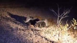 Honey badgers scent marking