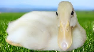 Duck Lifestyle Compilation | Baby Duck Quacking Playing and Bathing | Walking Tours