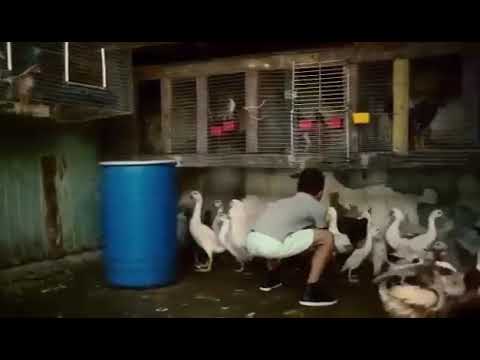 اغنيه ديس باس سيتو مترجمه