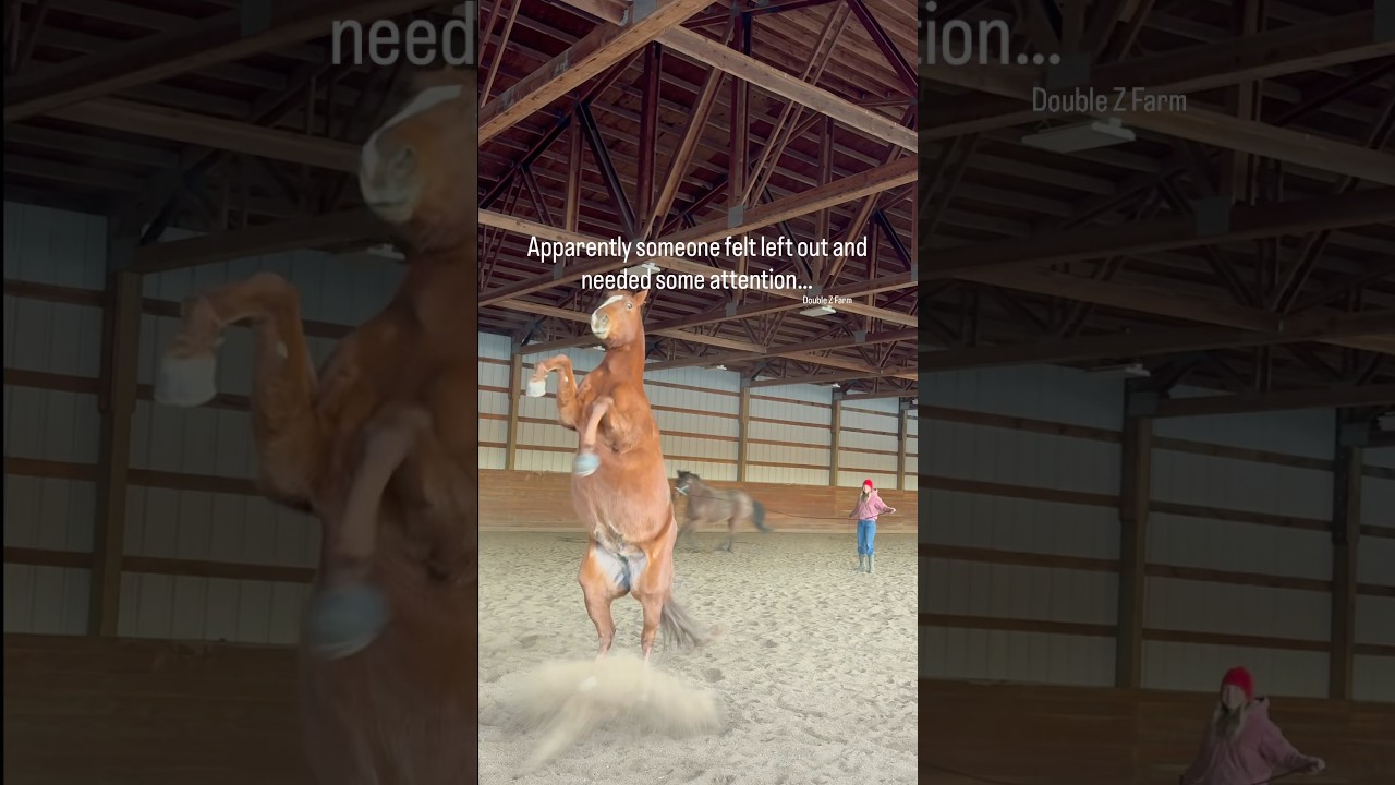 Apparently my horse needed some extra attention… #horses #horseriding #farm