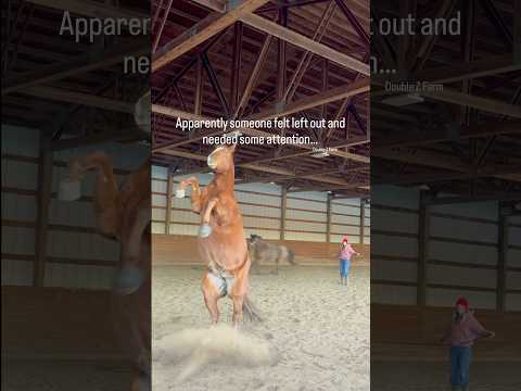 Apparently my horse needed some extra attention… #horses #horseriding #farm