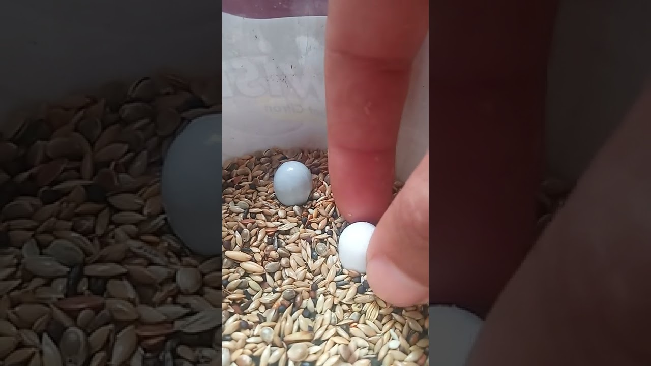 كيفية تفادي كسر البيض من طرف الحسون في السلاكة