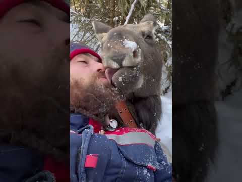 Moose kiss 🤗