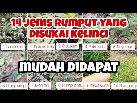 Jukut Buat Kelinci