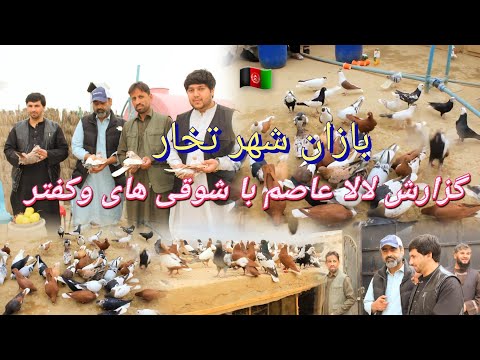 گزارش لالا عاصم با شوقی های وکفتر بازان شهر تخار 