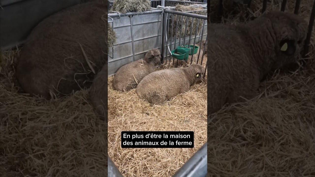 Salon de l'agriculture : les choses insolites à voir