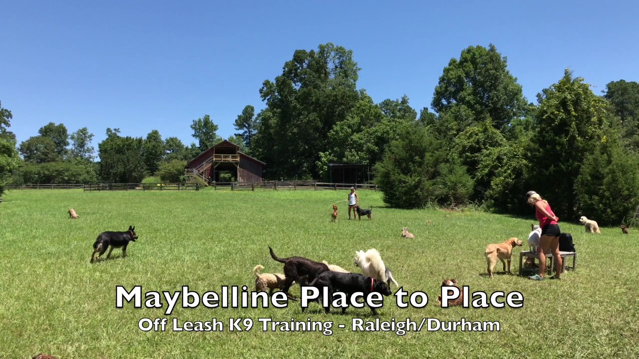 2yo Pit Mix "Maybelline" Before and After - Dog Training ...