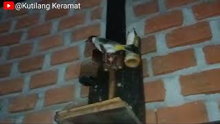 Koleksi Pikatan Mbah Mulyonoburung Kutilang Pikatan