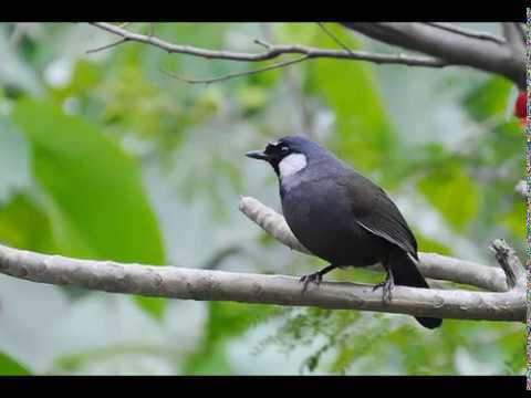 Video Luyện Khướu hót giọng già rừng cực chuẩn (không quảng... - youtube
