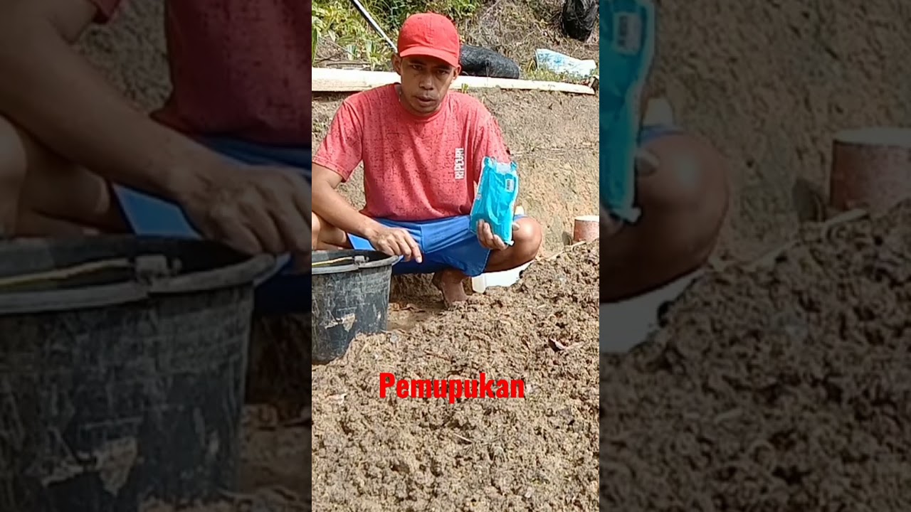Pemupukan Pertama Pada Tanaman Sawi dipersemaiaa...Mohon dukungannya dgn cara Subscribe....