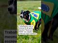 Rumo ao Hexa ...#viraliza #shortvideo #shorts #hexacampeão #frases #explorepage #explore #fy #dog