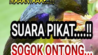 Suara pikat burung sogok ontong Mantaap...!!