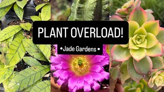 I Found the ULTIMATE Cactus & Succulent Greenhouse! 🤩 | Jade Gardens 