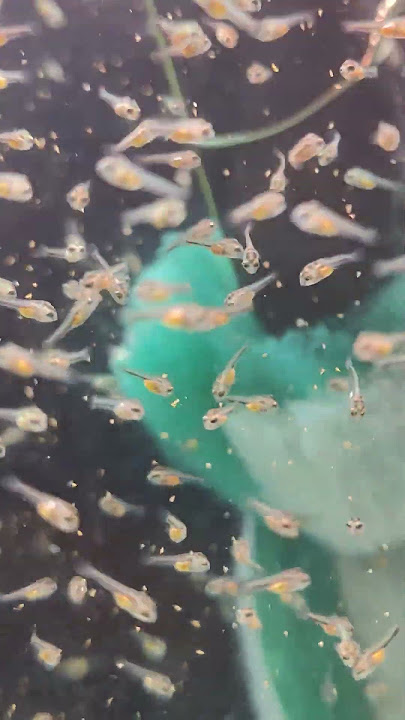 It's feeding time. Flowerhorn Fry #aquarium #ahb #fyp