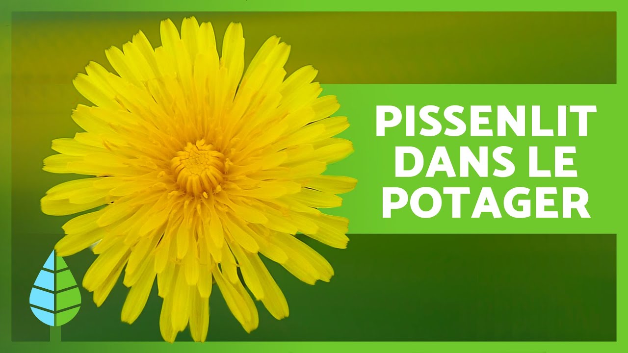 6 BIENFAITS du PISSENLIT pour le POTAGER 👩🏻🌾 | Fertilisant maison