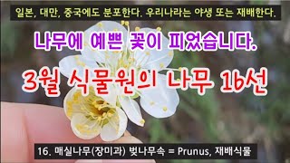 한국의 나무 - 3월 식물원의 나무 16종류 해설, 봄 나무에 예쁜 꽃이 피었습니다.