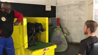 German Shepherd Orlando Improving the Intent of protection