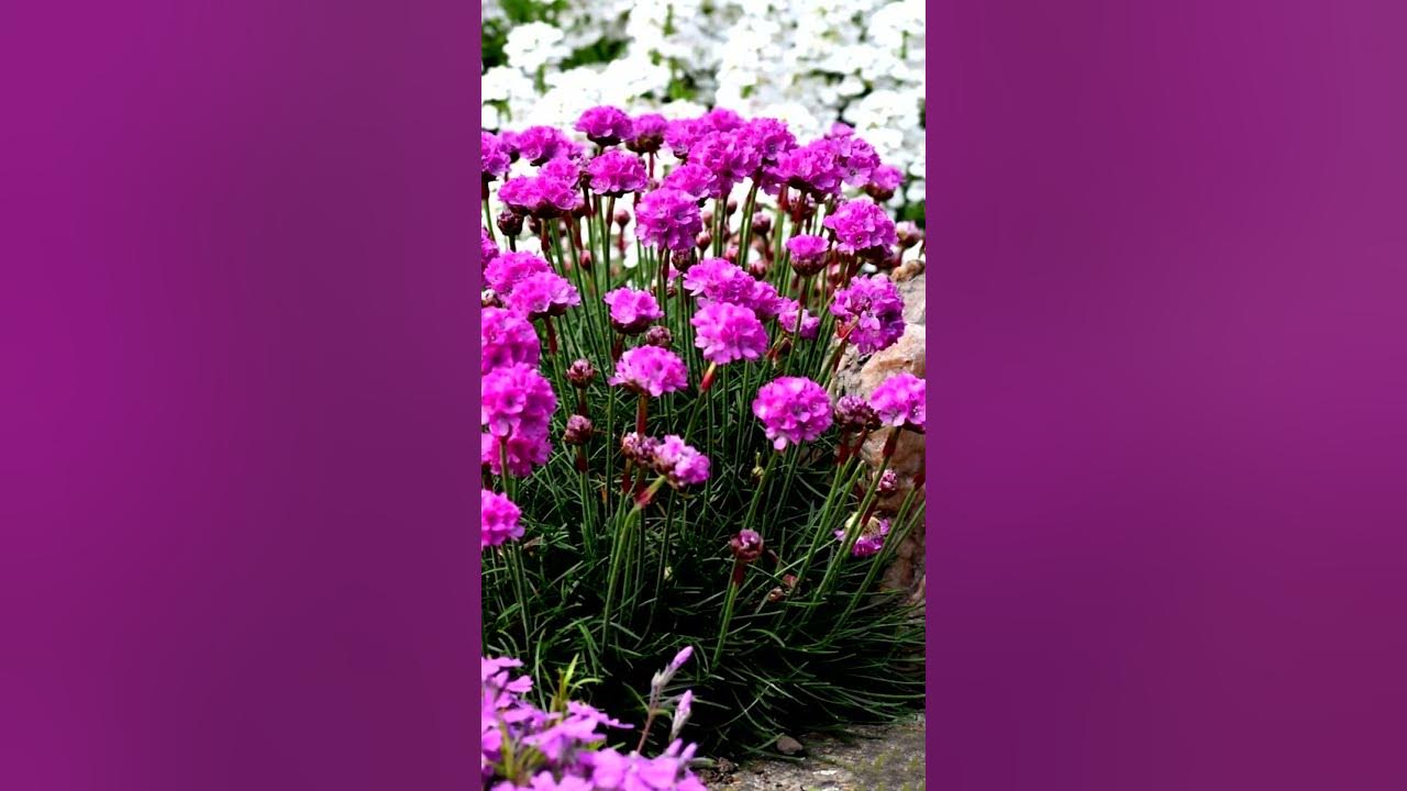 🌹 ОЧЕНЬ Необычный, Неприхотливый МНОГОЛЕТНИК 🌹💕 На Удивление Редкий в ...
