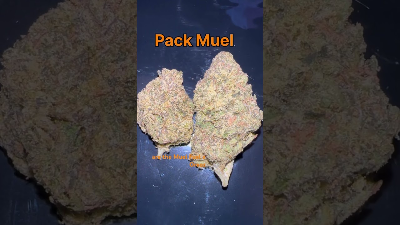 Pack Mule Cannabis Flower Strain 