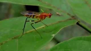 Fastidiously Grooming Stilt Fly
