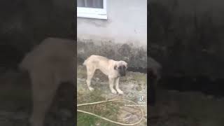 Halay Çeken Köpek Öpek