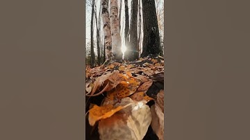 والأرض مددناها وألقينا فيها رواسي وأنبتنا فيها من كل شيء موزون  ....سورة الحجر