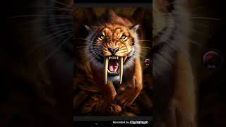 hayvan Duvar Kağıtları screenshot 4