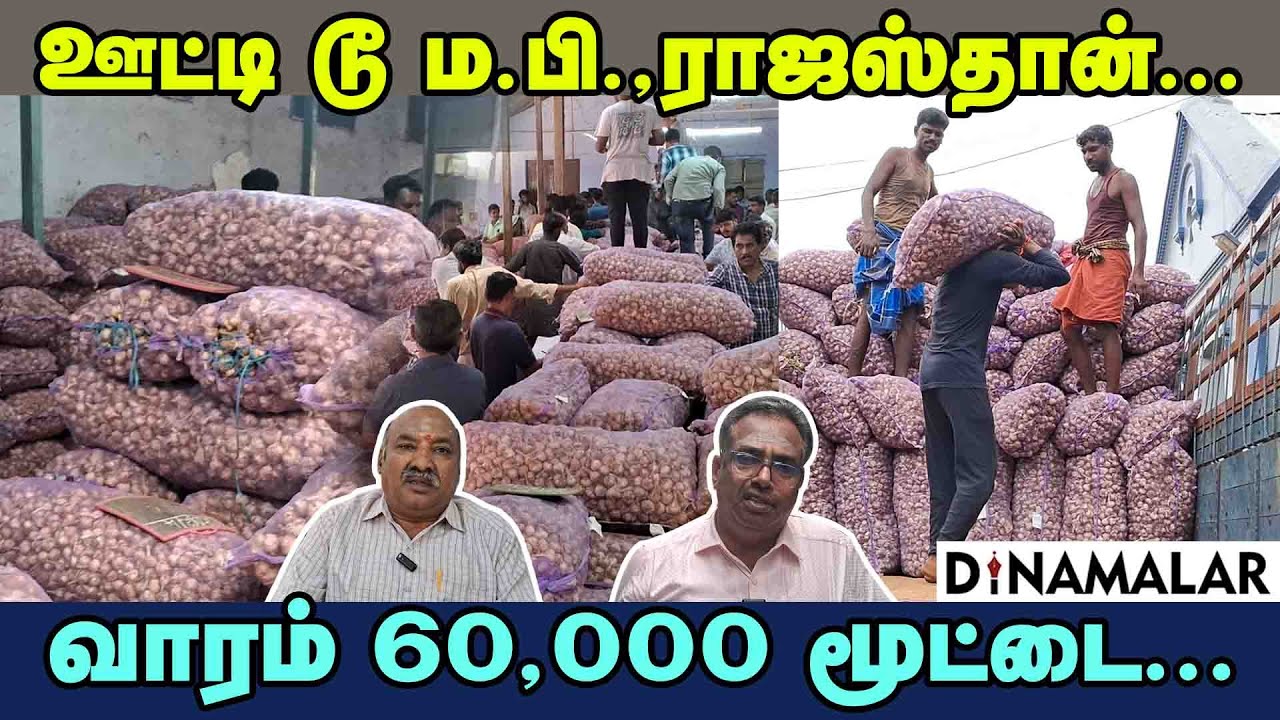 ஊட்டி டூ ம.பி.,ராஜஸ்தான்... வாரம் 60,000 மூட்டை...