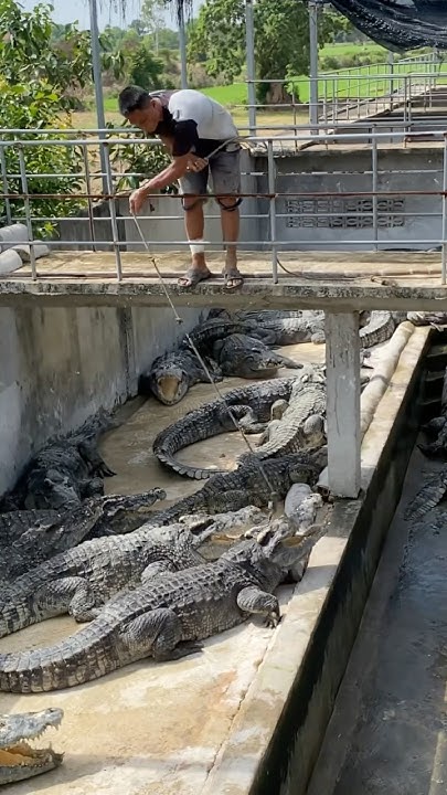 This is how one captures a crocodile. - YouTube