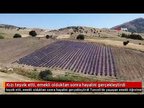 EMEKLİ ÖĞRETMEN İLÇEDE İLK KEZ LAVANTA YETİŞTİRDİ. GÖRÜNTÜLER ÇEMİŞGEZEK'TEN...