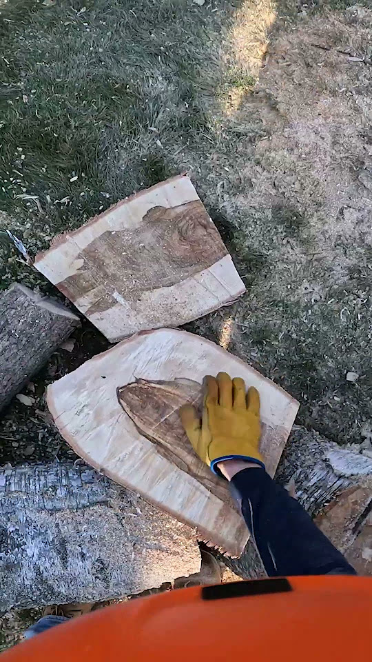 Falling a dying birch tree and cutting it into wood turning blanks