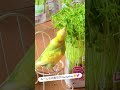 皆様の毎日がHappyday🐥になりますように🫶☘️ #セキセイインコ #しあわせなエブリデイ#つじあやの #インコのいる暮らし