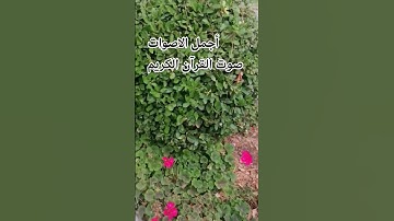 قران كريم🌹🤲 بصوت جميل للشيخ اسلام صبحي#المصحف #اكسبلور#راحة_نفسية#اكسبلور #اسلام_صبحي #المصحف