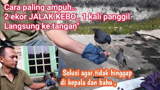 cara melatih 2 ekor anakan JALAK KEBO". Agar mau hinggap ke tangan,hanya satu kali panggil.