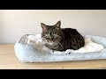 実家で一人暮らしをしていた猫（ミコ）の日常