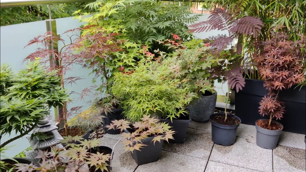 Japanese Maples - Green is dominating now...almost - Balcony Update, July 8, 2021