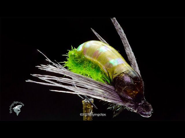 Iridescent Caddis Nymph Pupa Fly Tying Instructions - Tied by Herman deGala  