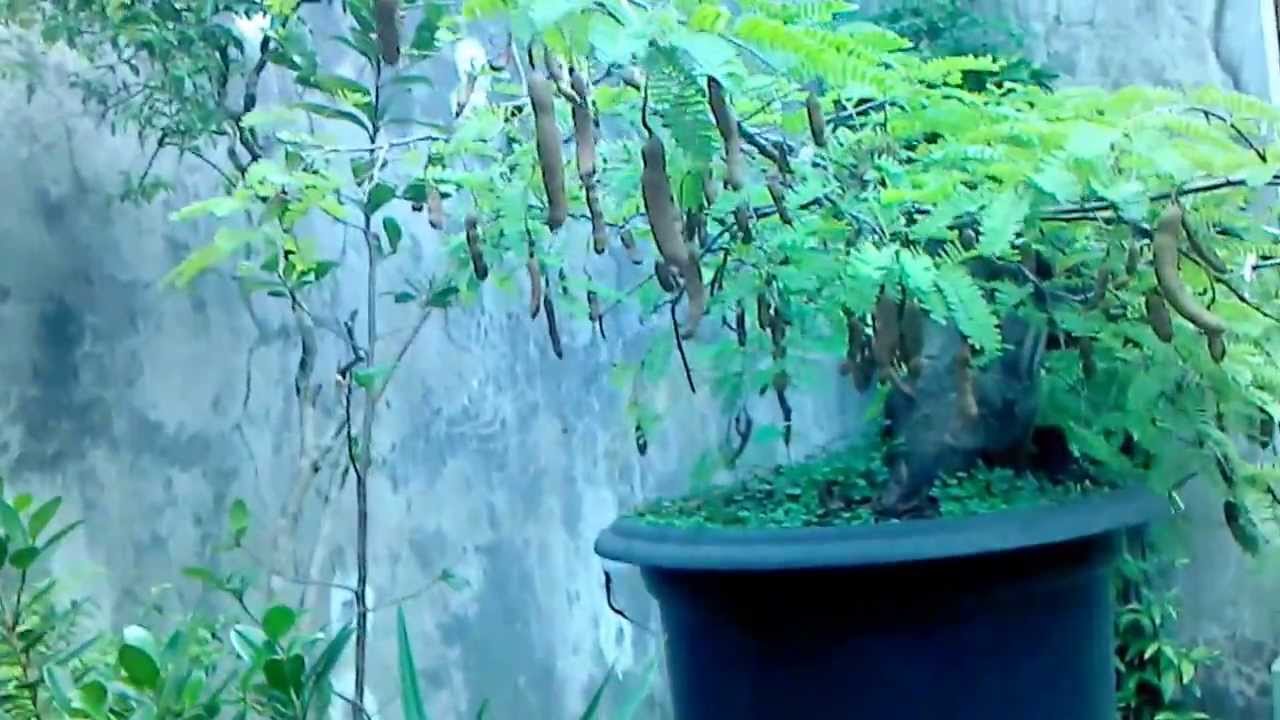  BONSAI  ASEM  JAWA  BERBUAH 2 YouTube