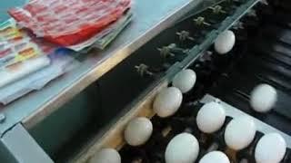 Best Sale 5400pcsh High Quality Automatic Chicken Egg Grading Machine
