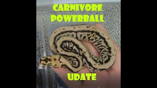 Spotnose Carnivore update
