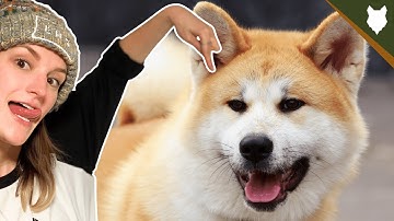 DO AKITA HAVE HIGH PREY DRIVE