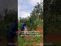 berikan pupuk N.P.K seimbang ,pengairan,draenase,kendalikan hama jamur #video#farmingtips#agrikultur