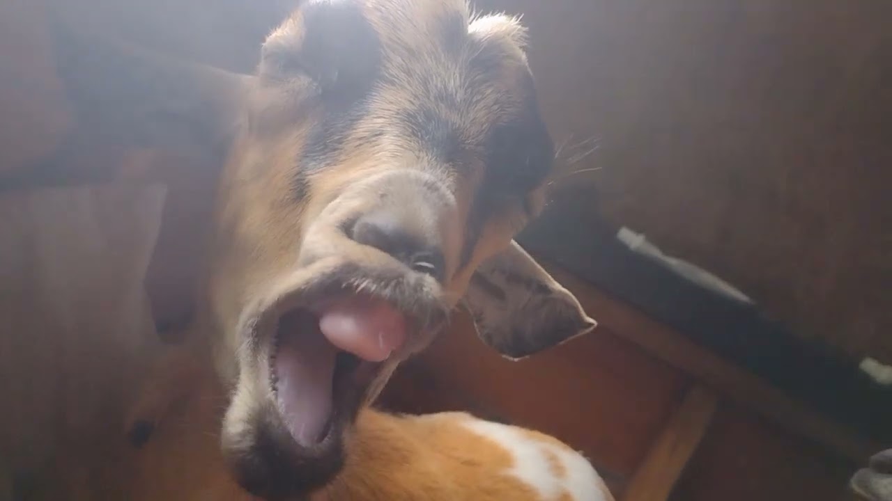 Lazy little goat Bunnyface yawning to greet the day