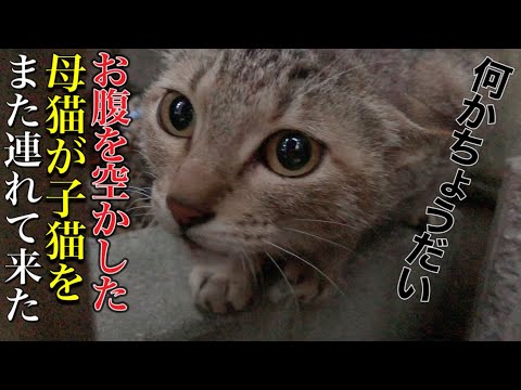 威嚇する母猫が1ヶ月ぶりに子猫を連れてきた　Hungry stray cat attacks the dog【子猫保護】【保護猫】【子猫】【地域猫】【感動猫動画】【吃播】